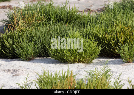 Salicornes, Salicornia sp., Yumaque Beach, parc national de Paracas au Pérou Banque D'Images