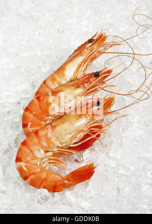 Crevettes fraîches SUR LA GLACE Banque D'Images