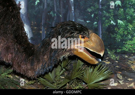 Diatryma, un oiseau préhistorique carnivore, a vécu il y a 50 millions d'années Banque D'Images