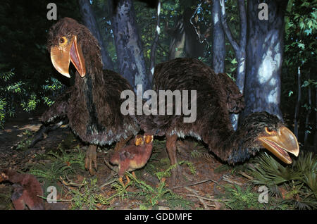 Diatryma, un oiseau préhistorique carnivore, a vécu il y a 50 millions d'années Banque D'Images