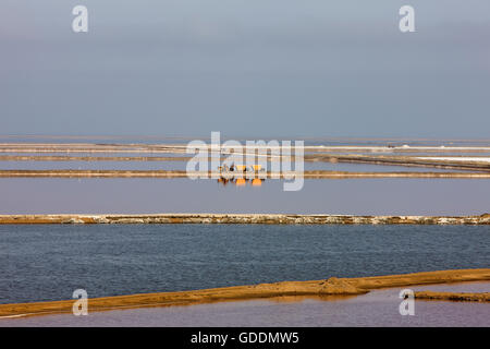 La production de sel, salines de Salins à Walvis Bay, près de la Namibie, Banque D'Images