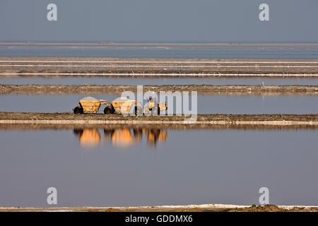 La production de sel, salines de Salins à Walvis Bay, près de la Namibie, Banque D'Images