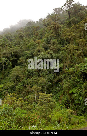 Dans la forêt tropicale du Parc national de Manu, Pérou Banque D'Images