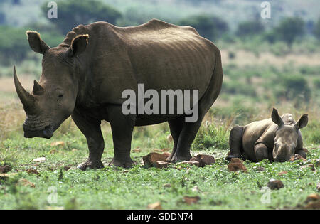 Rhinocéros blanc, Ceratotherium simum, mère et son petit coin couchage, Afrique du Sud Banque D'Images