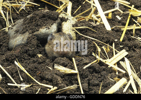 Campagnol des champs, Microtus arvalis, Adulte à Den Entrée, Normandie Banque D'Images