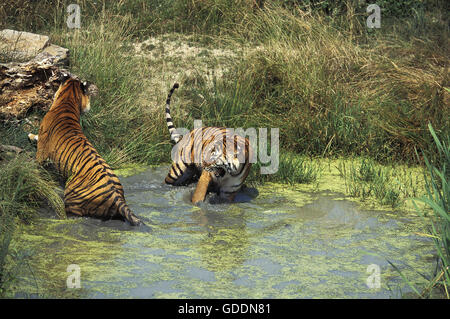 Tigre du Bengale, Panthera tigris tigris, debout dans l'eau Banque D'Images