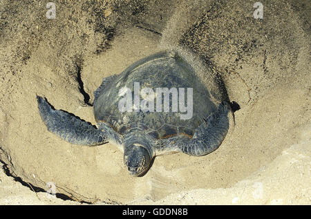 Tortue verte, Chelonia mydas, femme couvrant les Œufs avec du sable, après la pose, la Malaisie Banque D'Images