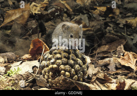 Campagnol roussâtre Clethrionomys glareolus, adultes, debout sur Fir Cone, Normandie Banque D'Images