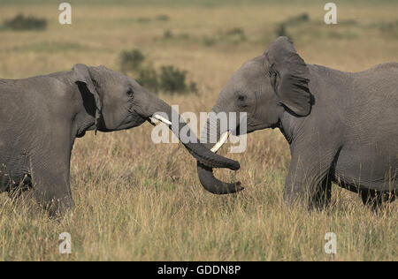 L'éléphant d'Afrique, Loxodonta africana, Youngs jouant, parc de Masai Mara au Kenya Banque D'Images