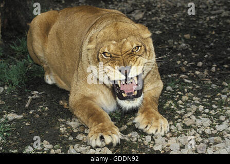 L'African Lion, Panthera leo, femme grondant Banque D'Images