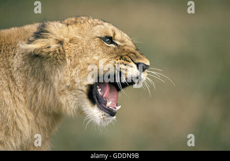 L'African Lion, Panthera leo, Cub Snarling Banque D'Images