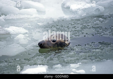 Phoque gris, Halichoerus grypus, chef sortant de l'océan glacial, Magdalena îles au Canada Banque D'Images