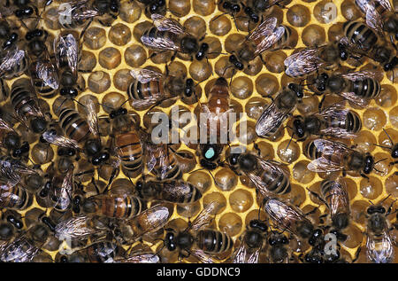 Abeille, Apis mellifera, ruche avec la reine au milieu Banque D'Images