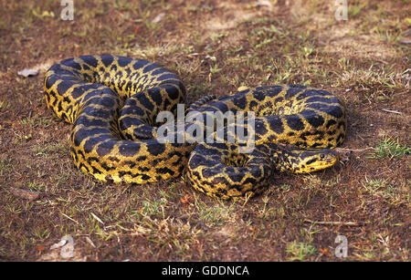 Anaconda vert, Eunectes murinus, Pantanal au Brésil Banque D'Images