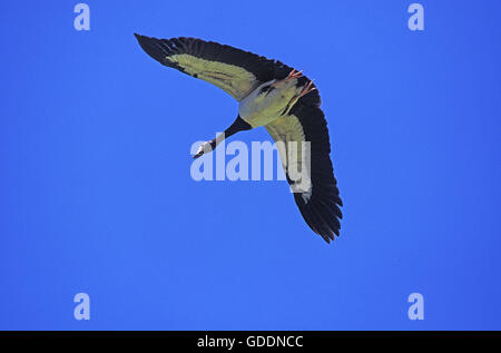 Magpie Goose, Anseranas semipalmata, adulte en vol, de l'Australie Banque D'Images