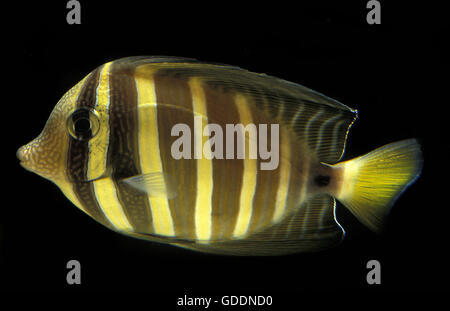 SAILFIN TANG zebrasoma veliferum Banque D'Images