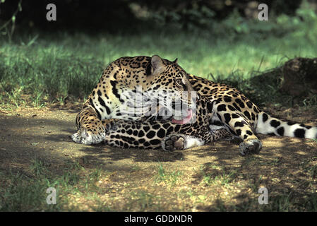 Jaguar, Panthera onca, Mère de lécher son Cub Banque D'Images