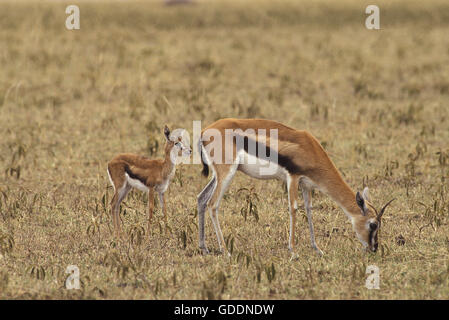 La gazelle de Thomson, gazella thomsoni, la mère et les jeunes, le parc de Masai Mara au Kenya Banque D'Images