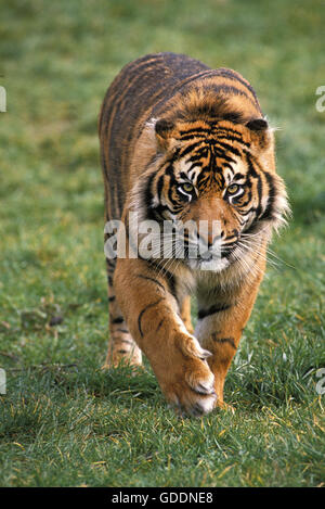 Tigre de Sumatra, Panthera tigris sumatrae, homme randonnée pédestre Banque D'Images