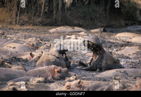 Hippopotame, Hippopotamus amphibius, adultes debout près du lac, Parc des Virunga au Congo Banque D'Images