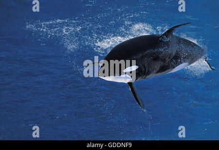 Baleine grise, Eschrichtius robustus, violer Adultes Banque D'Images