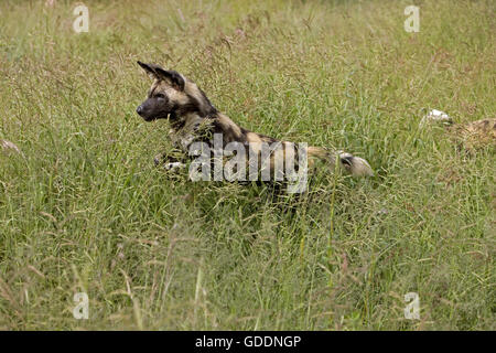 Chien sauvage d'Afrique, Lycaon pictus debout dans l'herbe haute, la Namibie Banque D'Images