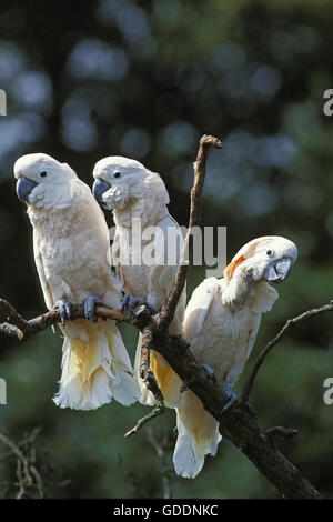 Le cacatoès de saumon ou cacatoès des Moluques, Cacatua moluccensis Banque D'Images