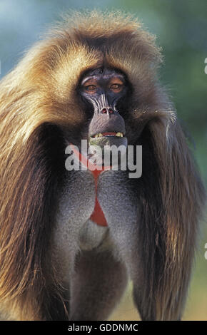 Babouin Gelada, theropithecus gelada, homme Banque D'Images