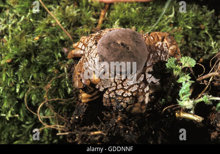 Geastrum fornicatum, champignons Banque D'Images