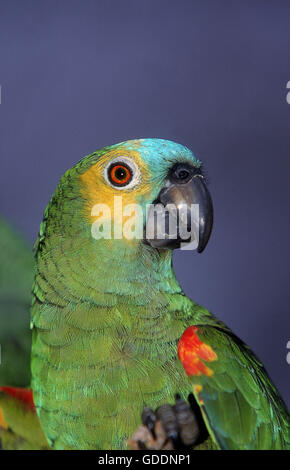 À la façade bleu ou Turquoise-Fronted AMAZON Amazon Parrot Parrot, amazona aestiva, Pantanal au Brésil Banque D'Images