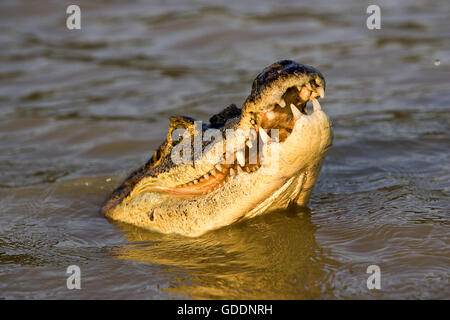 Caïman à lunettes, Caiman crocodilus, des profils avec la bouche ouverte, Los Lianos au Venezuela Banque D'Images