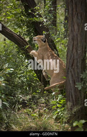 Caracal, Caracal caracal, Adulte, Namibie Banque D'Images