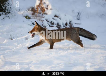 Le renard roux, Vulpes vulpes, des profils d'exécution sur la neige, Normandie Banque D'Images