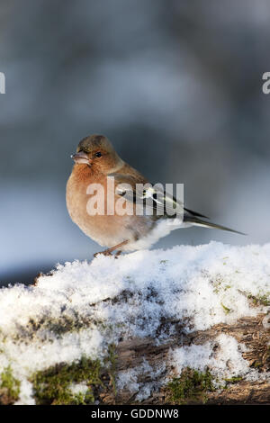 Common Chaffinch Fringilla coelebs, homme, dans la neige, Normandie Banque D'Images