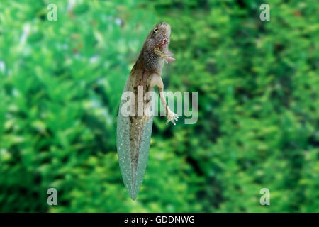Grenouille comestible ou grenouille verte, Rana esculenta, têtard en étang, Normandie Banque D'Images