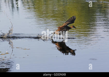 La Gallinule poule-d'eau ou Gallinule européenne, Gallinula chloropus, immature en vol, au décollage et à l'étang, Normandie Banque D'Images