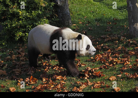 Le Panda Géant, Ailuropoda melanoleuca, adulte Banque D'Images
