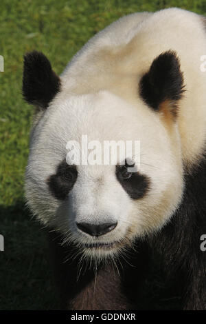 Le Panda Géant, Ailuropoda melanoleuca, Portrait d'adulte Banque D'Images