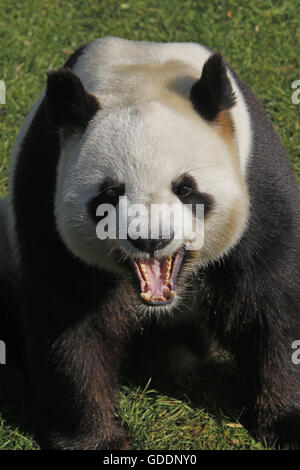 Le Panda Géant, Ailuropoda melanoleuca, bâillements Adultes Banque D'Images