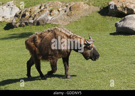 Takin, Budorcas taxicolor, adulte Banque D'Images