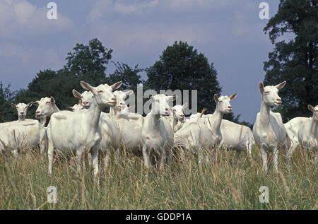 Saanen, troupeau de chèvres domestiques Banque D'Images