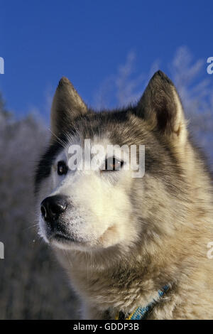 Husky de Sibérie, Portrait d'adulte Banque D'Images