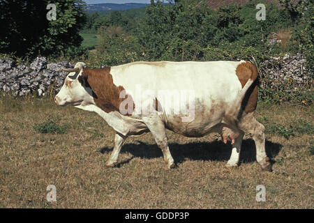 Vaches montbéliardes exclusivement les bovins domestiques, une race française Banque D'Images