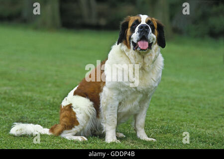 Saint Bernard, chien de sauvetage Banque D'Images