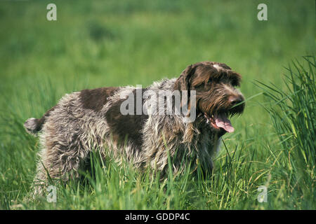 Chien Griffon Korthal ou Wire-Haired Banque D'Images