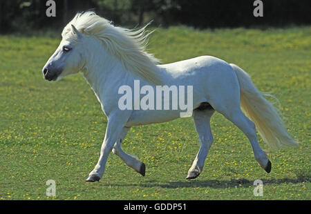 Poney Shetland blanc trottant Banque D'Images