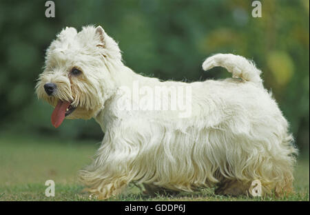 West Highland White Terrier, des profils sur l'herbe Banque D'Images