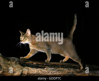 Chat domestique abyssin adultes, debout sur Branch Banque D'Images