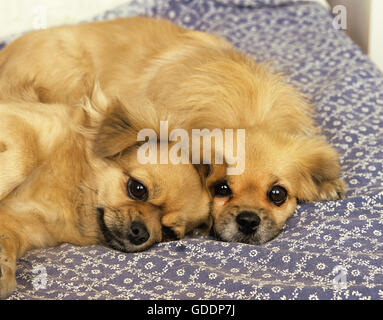 Tibetan Spaniel reposant Banque D'Images