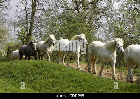 Chevaux de trait Percheron, Normandie Banque D'Images